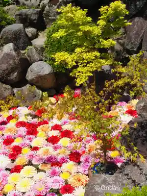 岡寺(龍蓋寺)(奈良県)