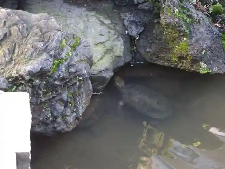 開運出世稲荷(延命院境内社)の動物