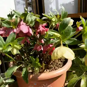 豊景神社の自然(2020年03月15日(日) 06時43分24秒投稿)