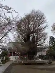 千葉寺(千葉県)