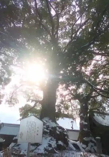 太宰府天満宮の自然