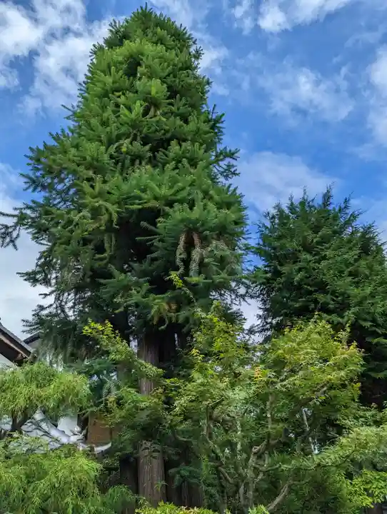 招善寺(京都府)