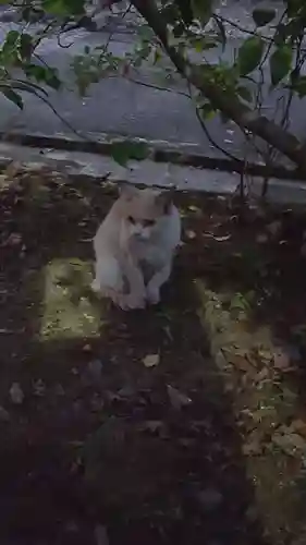 天王坊稲荷神社の動物