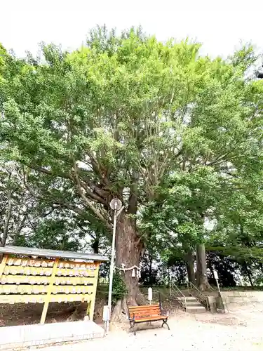 白子神社(千葉県)