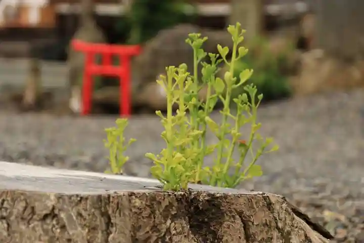 熊野福藏神社の自然