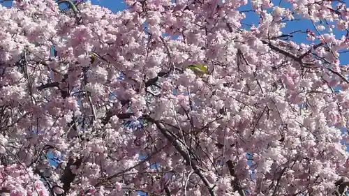 櫻木神社の動物