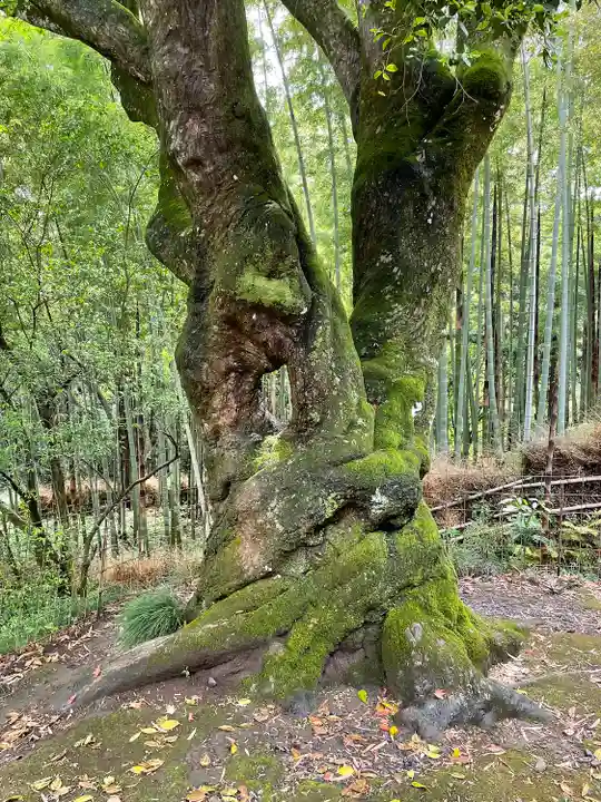 大中寺(栃木県)