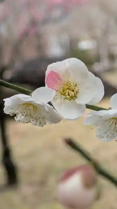智積院(京都府)