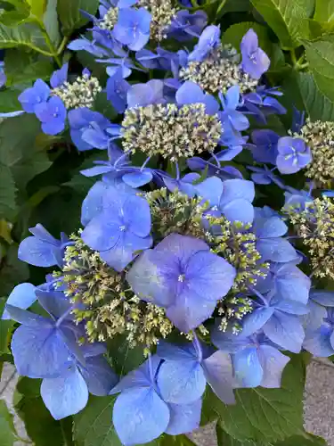 東京大神宮の自然