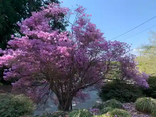 村山浅間神社の自然