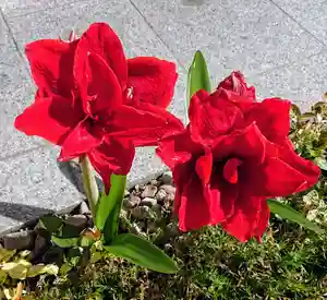 寿量山 速成寺の自然(2019年05月22日(水) 19時58分09秒投稿)