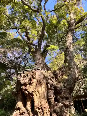 來宮神社(静岡県)