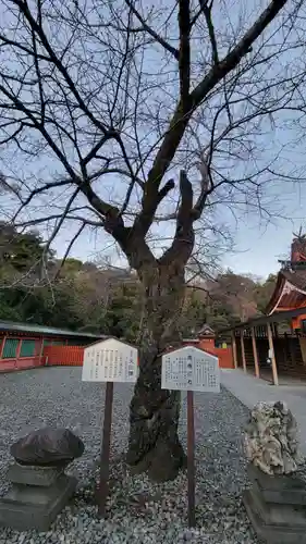 富士山本宮浅間大社の自然