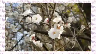 下野 星宮神社(栃木県)