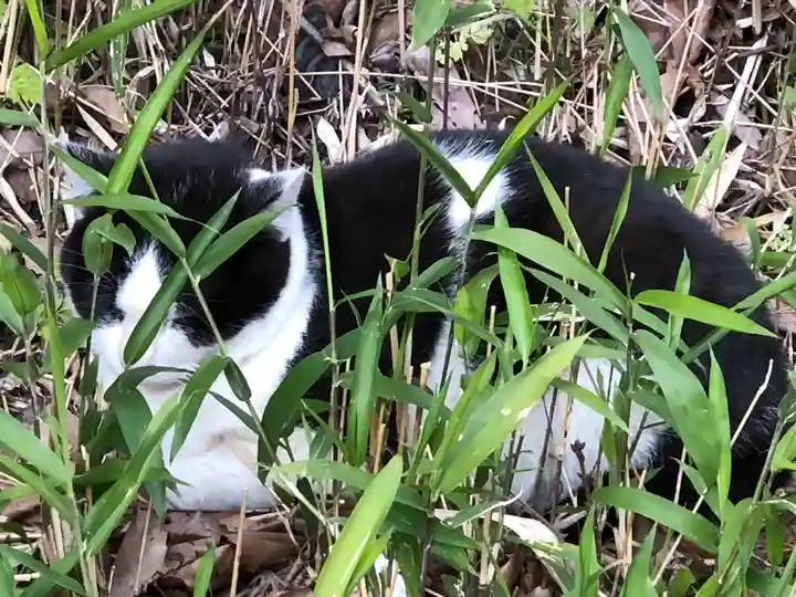 伏見稲荷大社の動物