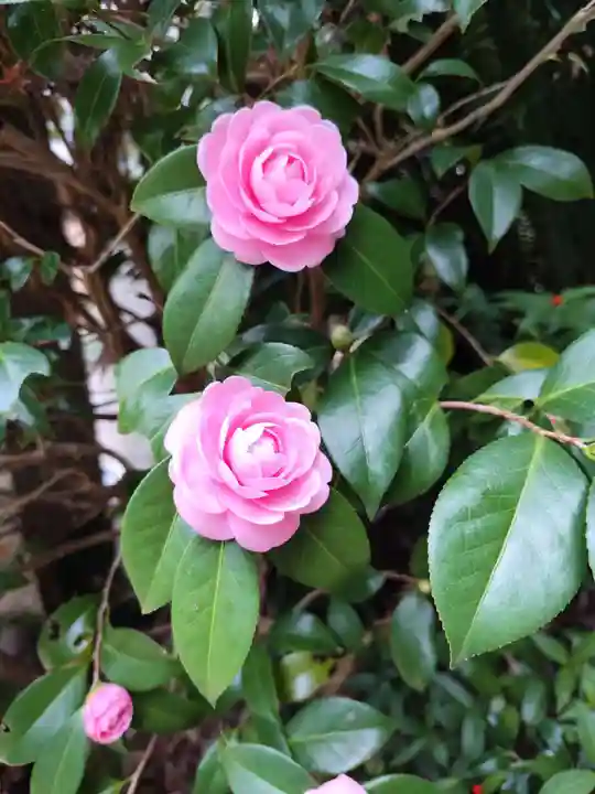 浄瑠璃寺(愛媛県)
