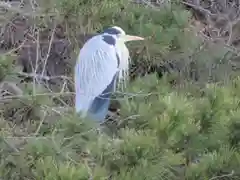 薬師寺の動物