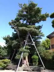 教蓮寺(愛知県)