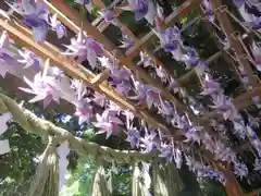 川越氷川神社(埼玉県)