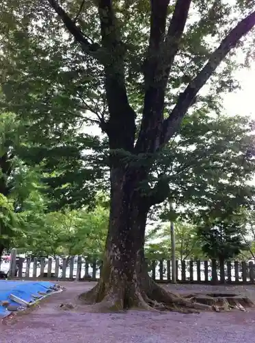 阿蘇神社の自然