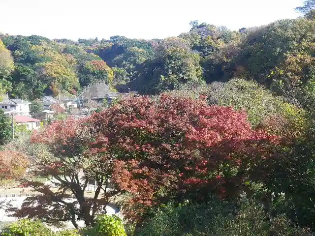 永福寺跡(永福寺址)の自然