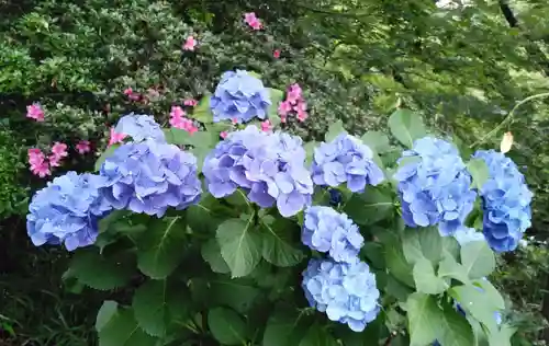 高幡不動尊　金剛寺の自然