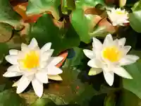 真言宗 善通寺派 薬王寺(香川県)