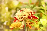 金蛇水神社(宮城県)