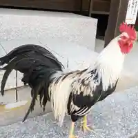 観音寺の動物