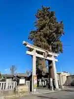 鹿沼今宮神社(栃木県)
