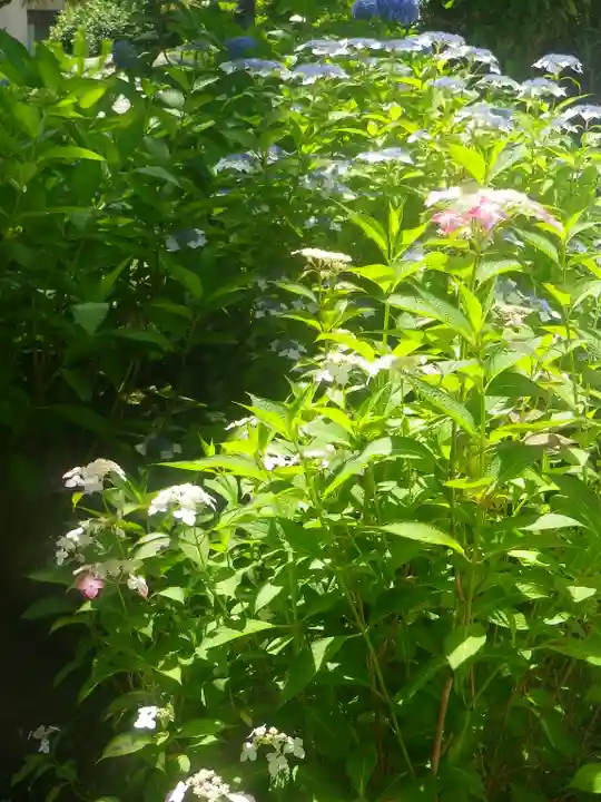 長壽寺(長寿寺)の自然