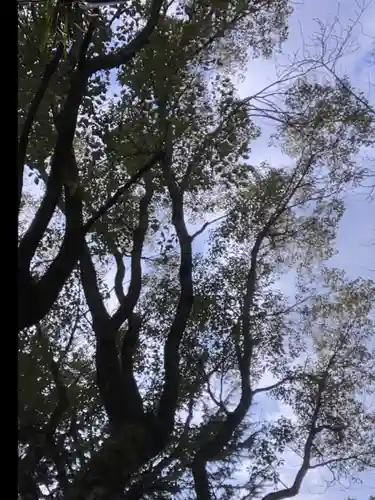 九所御霊天神社の自然