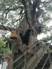 山王神社の自然