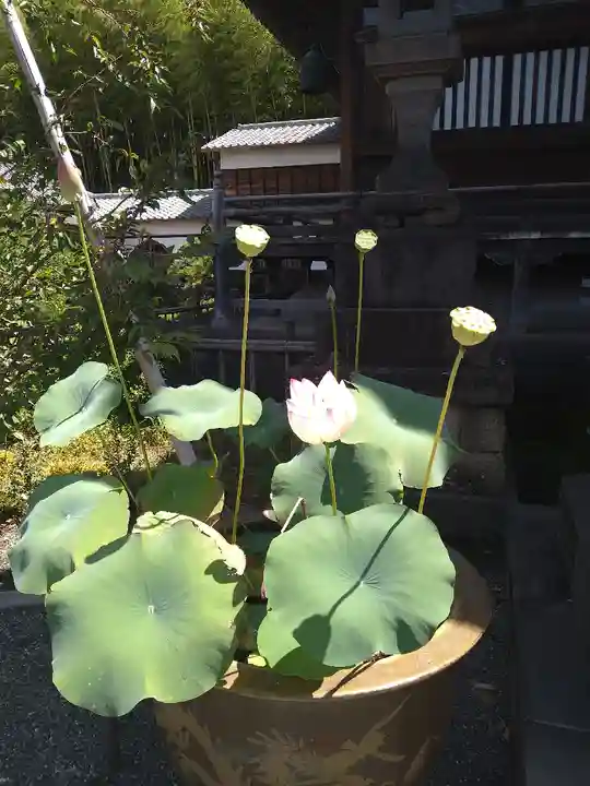 妙蓮寺(神奈川県)