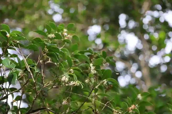 阿久津「田村神社」(郡山市阿久津町)旧社名:伊豆箱根三嶋三社の庭園