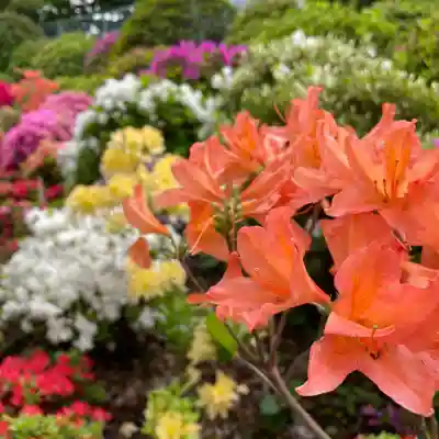 根津神社(東京都)