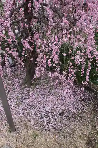 北野天満宮の庭園