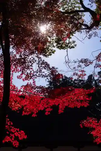 賀茂別雷神社（上賀茂神社）(京都府)
