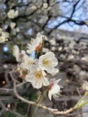 乃木神社の自然