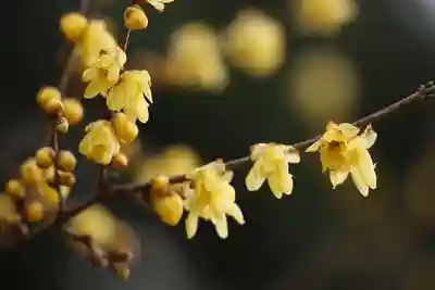 沙沙貴神社(滋賀県)