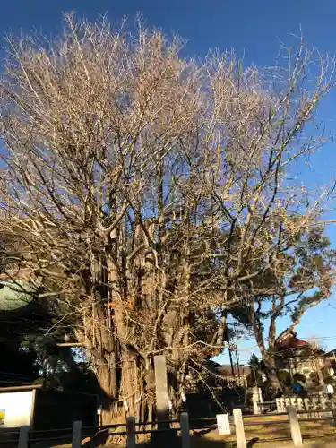 葛飾八幡宮の自然