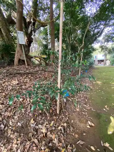 一之宮神社の自然