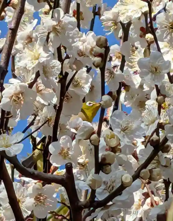 東神奈川熊野神社(神奈川県)