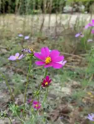 報恩寺(京都府)