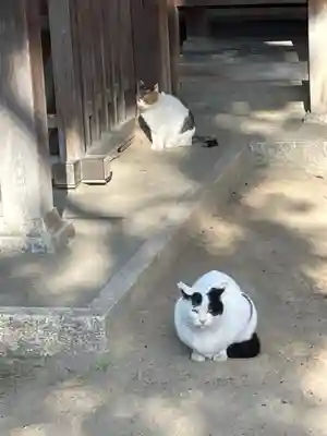 大津神社の動物