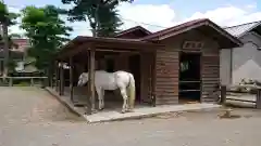 小室浅間神社の動物