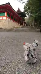 石上神宮の動物