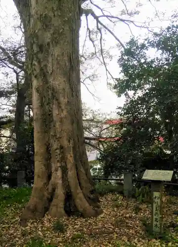 八幡神社の自然