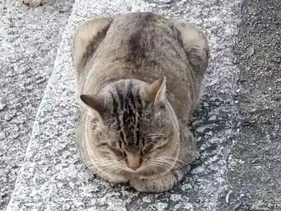 御袖天満宮の動物