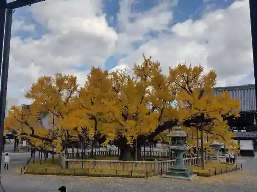 本願寺（西本願寺）の自然